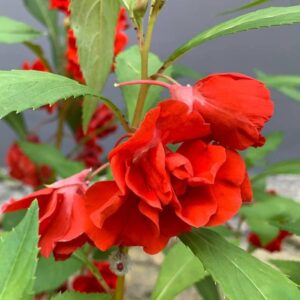 Balsam double layer red plant