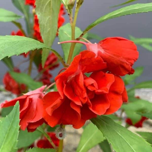 Balsam double layer red plant