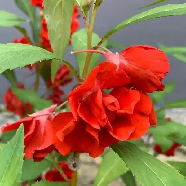 Impatiens balsamina