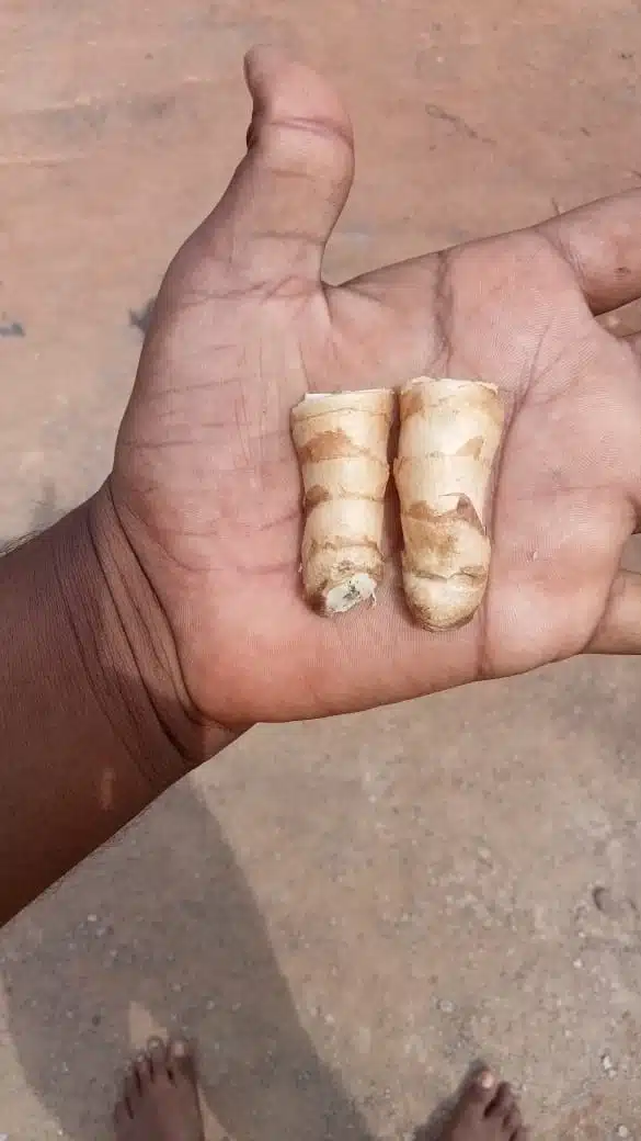 Perfect Curcuma amada - Mango ginger rhizome