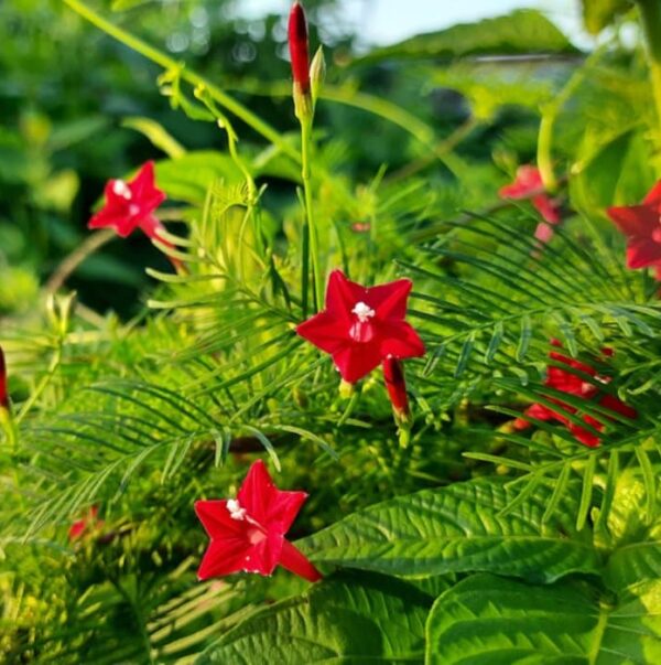 Cypress vine red flower seeds