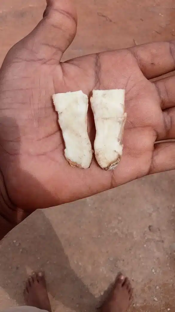 Modified Underground Stem - Medicinal Rhizomes(GINGER & TURMERIC)