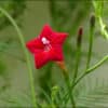 Cypress vine red flower seeds