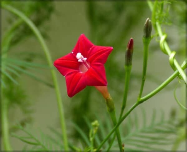 Cypress vine red flower seeds