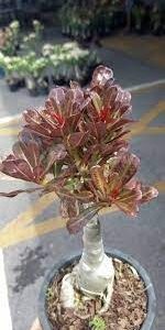 Adenium 'nin ra kan'