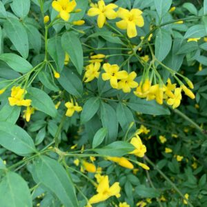 Yellow jasmine flower