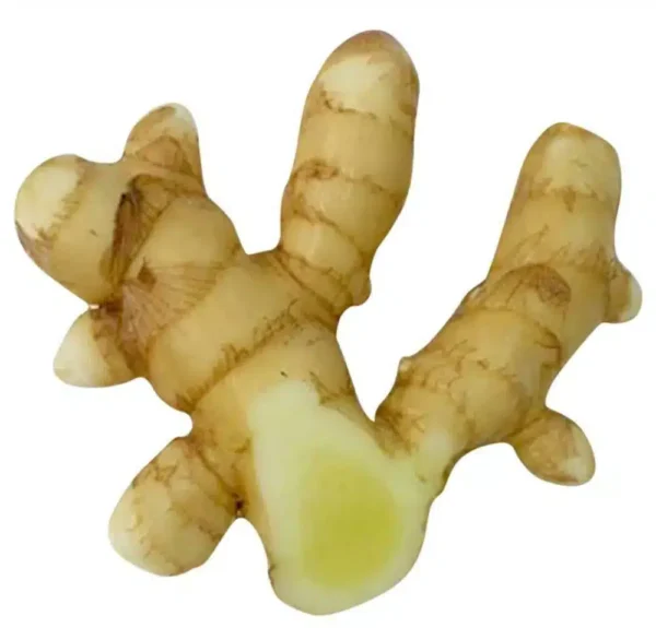 Mango ginger rhizome - Curcuma amada