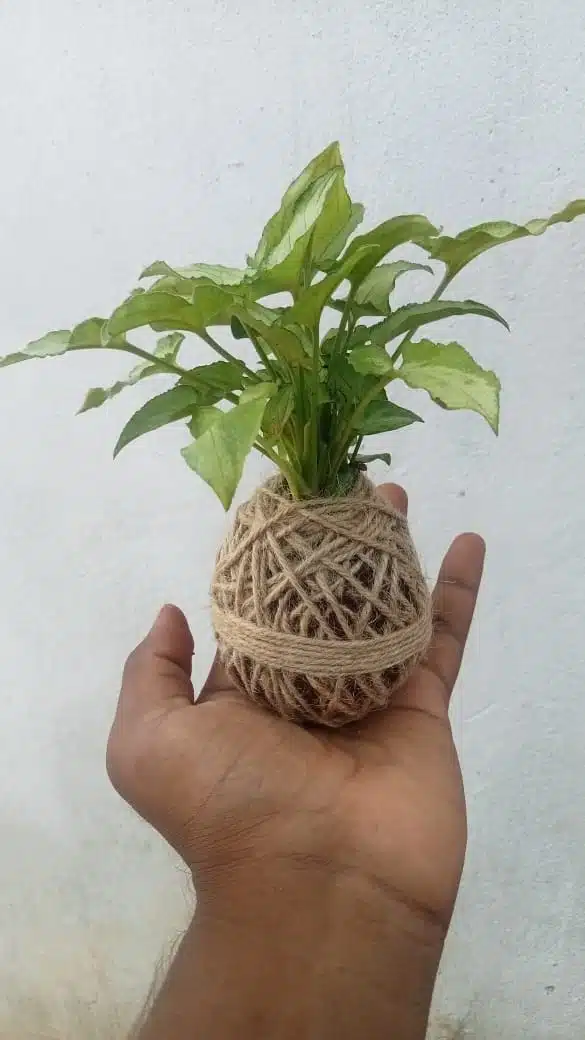 Nature Beauty Syngonium Plant - Using Kokedama