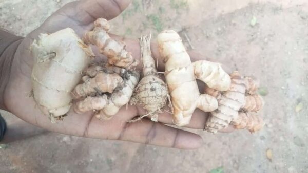 Six varieties of medicinal Rhizomes(GINGER & TURMERIC)