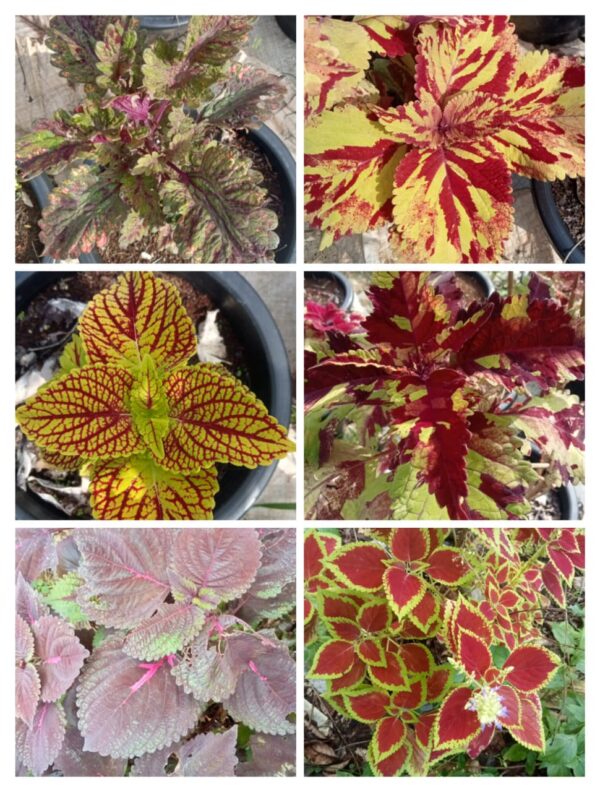 Coleus cuttings combo(any 10 varieties)