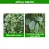 Beautiful Aralia Plant Pack