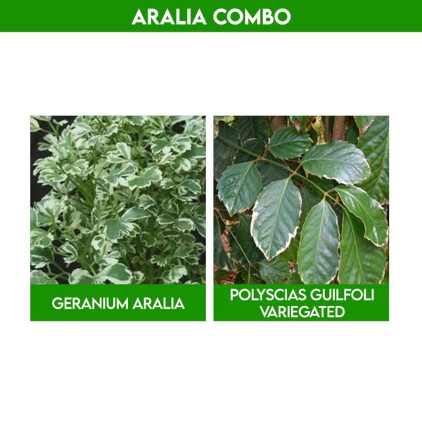 Pack of 10 colourful aralia plants combo