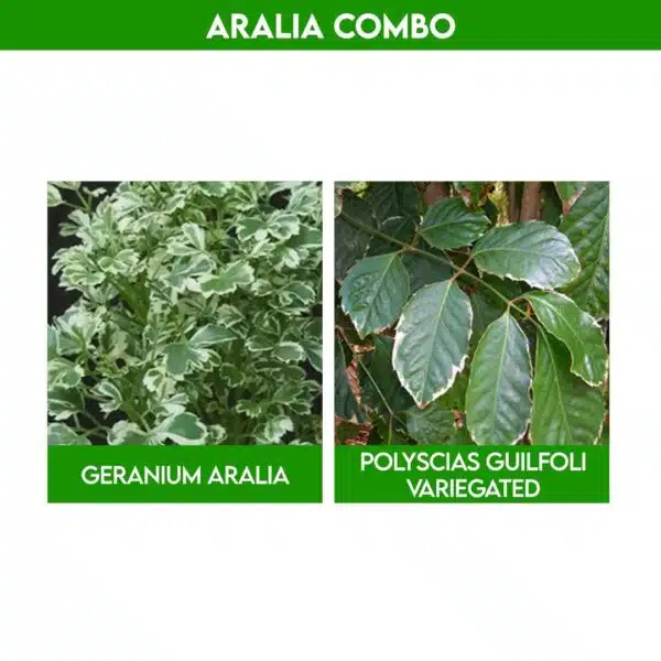Beautiful Aralia Plant Pack
