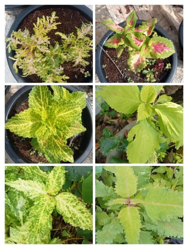 Coleus cuttings combo(any 10 varieties)