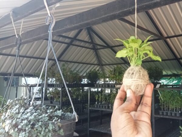 Syngonium Kokedama using jute thread