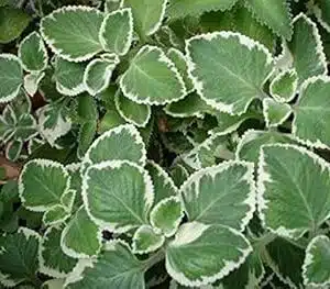 Variegated karpooravalli-Variegated mexican mint