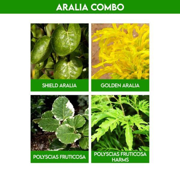 Beautiful Aralia Plant Pack