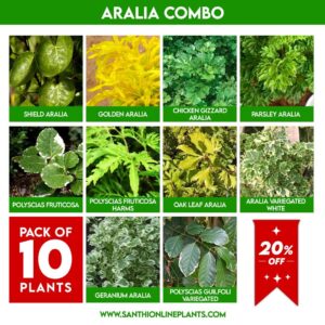 Aralia combo