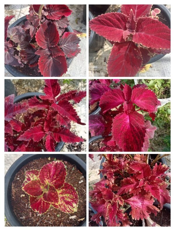 Coleus cuttings combo(any 10 varieties)