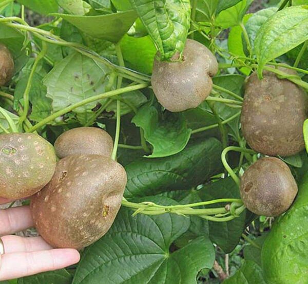 Air potato tubers-Dioscorea bulbifera