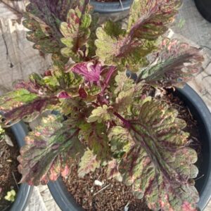 coleus victorian ruffles