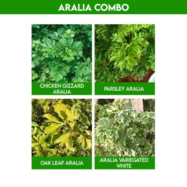 Pack of 10 colourful aralia plants combo