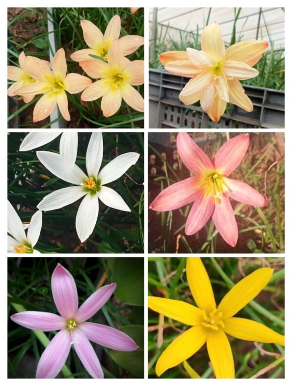 Attractive rainlily bulbs combo