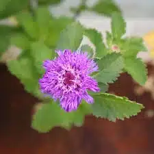 Kesavardhini seeds