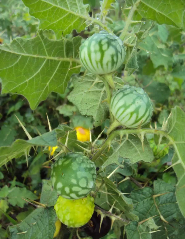 Kandankathiri seeds(Solanum xanthocarpum/virginianum)