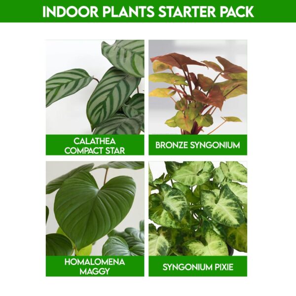 Lovely Indoor plants for home - Starter Pack