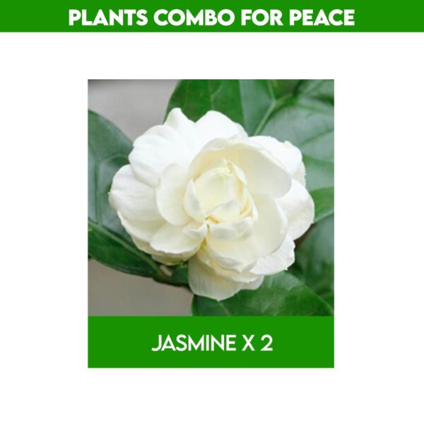 Best plants for home garden​ combo - Rewards with Peace & good Positive energy