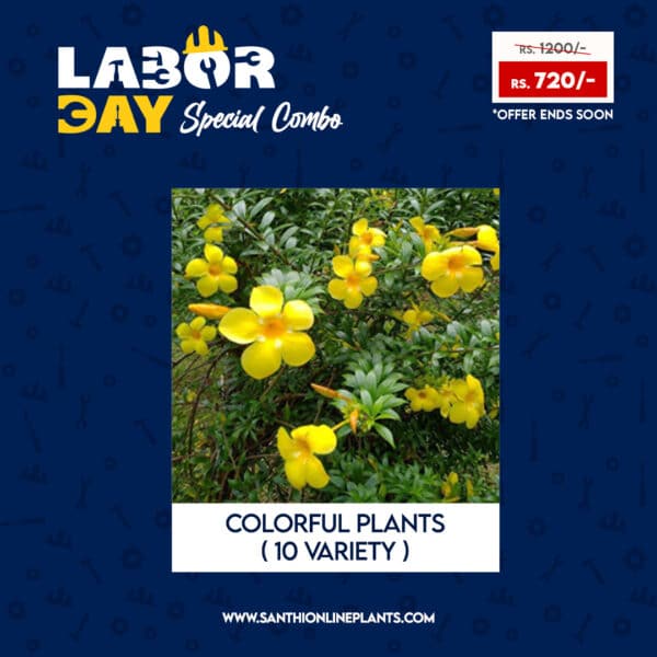 Happy workers day combo - Make your home colorful by plants