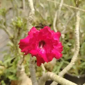 Adenium beautiful