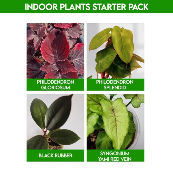 Lovely Indoor plants for home - Starter Pack