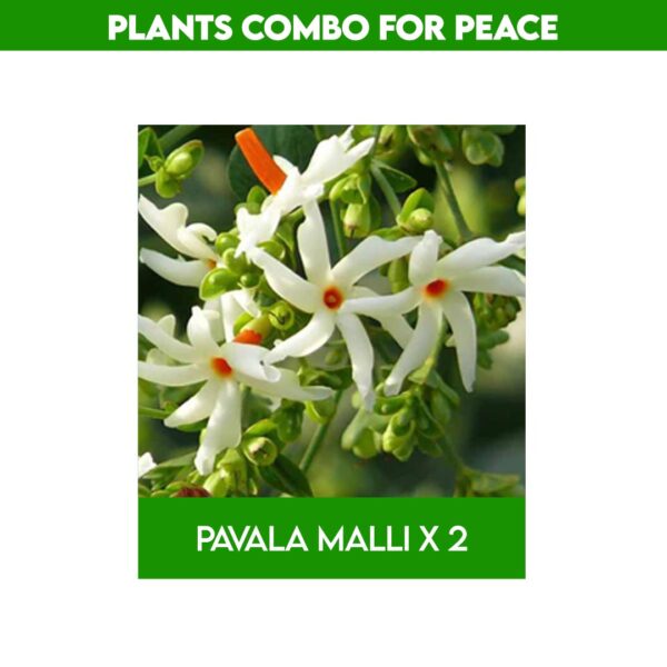 Best plants for home garden​ combo - Rewards with Peace & good Positive energy