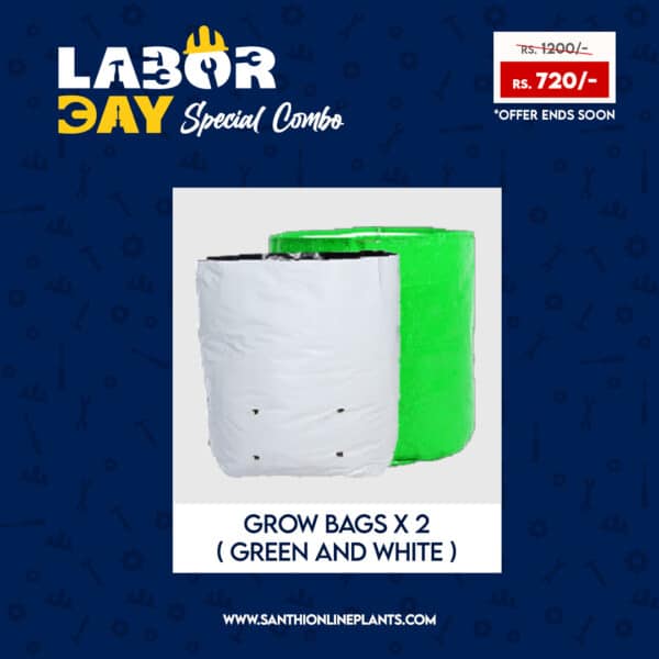 Happy workers day combo - Make your home colorful by plants