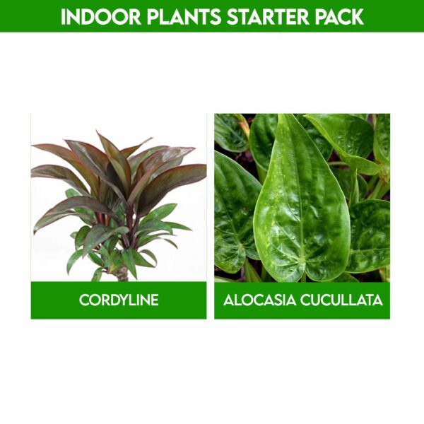 Lovely Indoor plants for home - Starter Pack