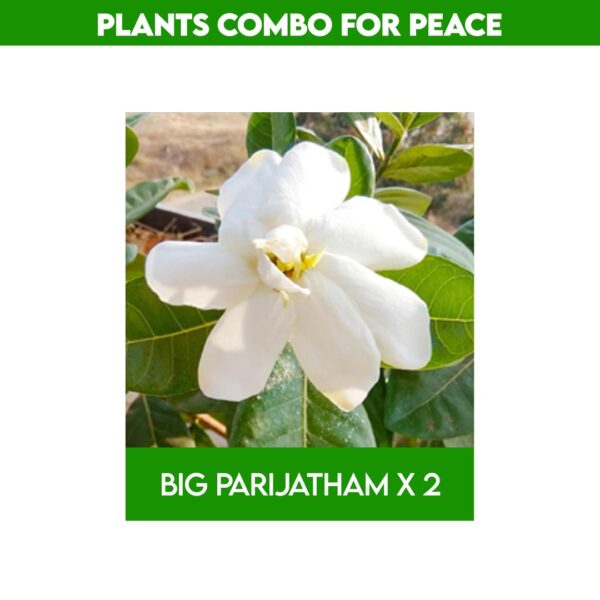 Best plants for home garden​ combo - Rewards with Peace & good Positive energy