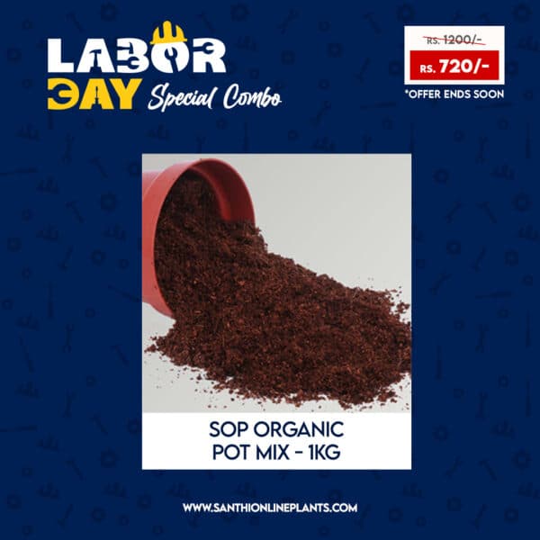 Happy workers day combo - Make your home colorful by plants