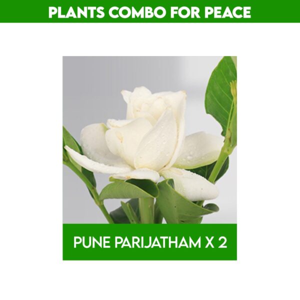 Best plants for home garden​ combo - Rewards with Peace & good Positive energy