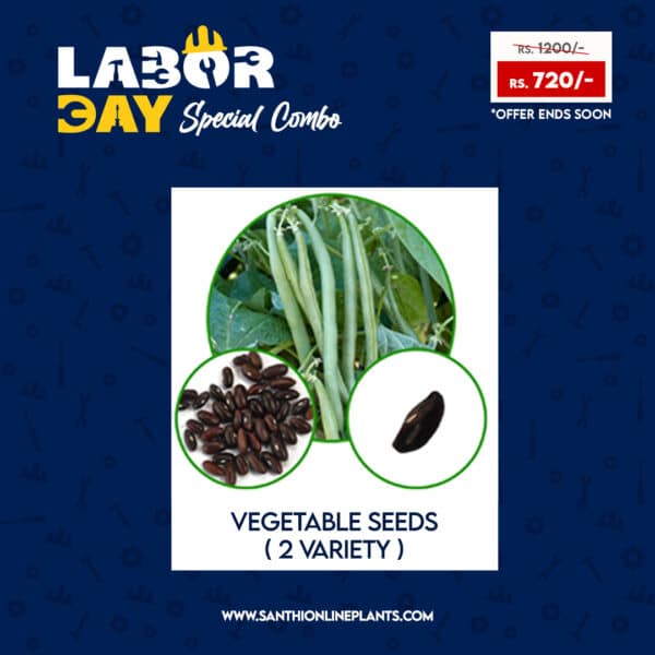 Happy workers day combo - Make your home colorful by plants