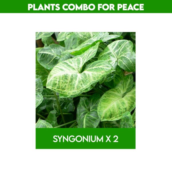 Best plants for home garden​ combo - Rewards with Peace & good Positive energy