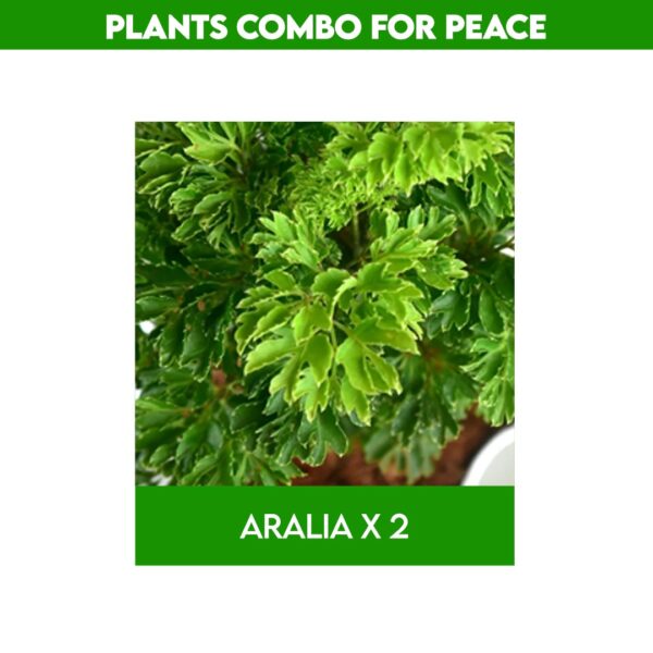 Best plants for home garden​ combo - Rewards with Peace & good Positive energy