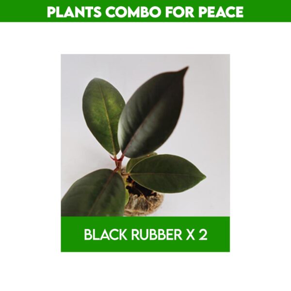 Best plants for home garden​ combo - Rewards with Peace & good Positive energy