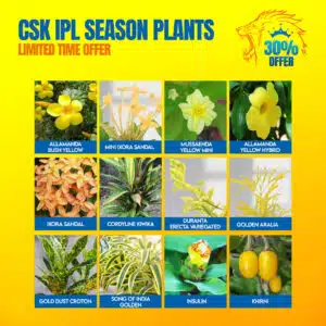 CSK team 2025