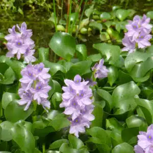Eichhornia crassipes