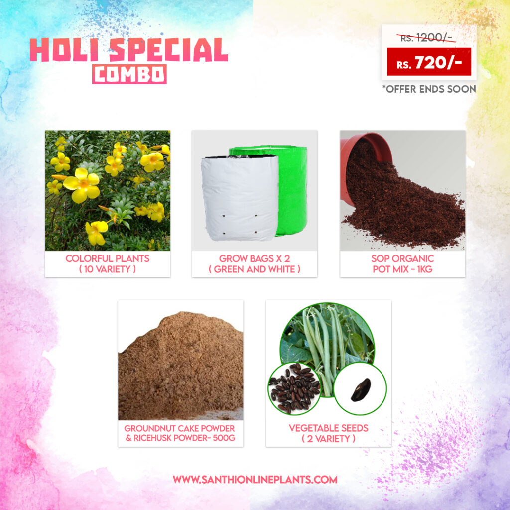 holi special online shopping