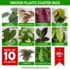 Indoor plants for home