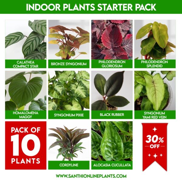 Indoor Plants Starter Pack