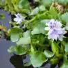 Water hyacinth eichhornia crassipes - Small bunch
